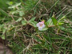 Torenia anagallis
