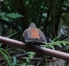 Rhipidura rufifrons