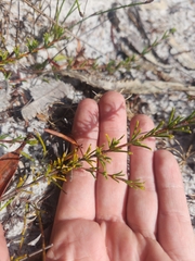 Acacia baueri baueri