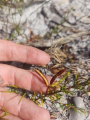 Acacia baueri baueri