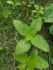 Spermacoce latifolia