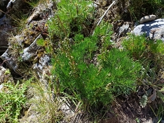 Artemisia kawakamii