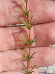 Acacia baueri baueri