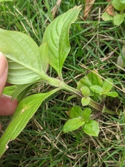 Spermacoce latifolia