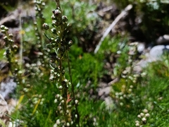 Artemisia kawakamii