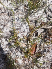 Acacia baueri baueri