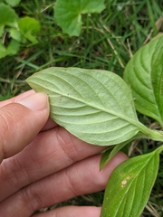 Spermacoce latifolia