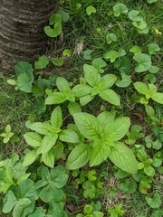 Spermacoce latifolia