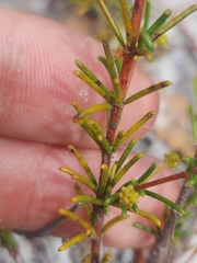 Acacia baueri baueri