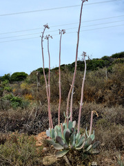 Cotyledon orbiculata spuria