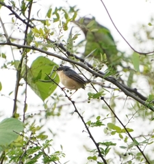 Prinia socialis