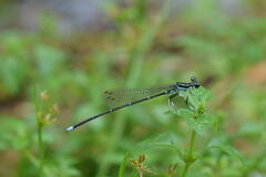 Pseudocopera