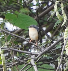 Prinia socialis
