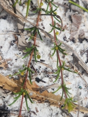 Acacia baueri baueri