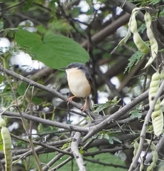 Prinia socialis