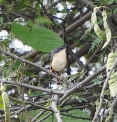 Prinia socialis