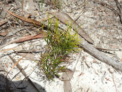 Schizaea bifida
