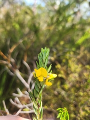 Aotus lanigera