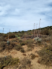 Cotyledon orbiculata spuria