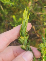 Aotus lanigera