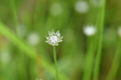 Eriocaulaceae
