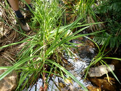Cladium mariscus