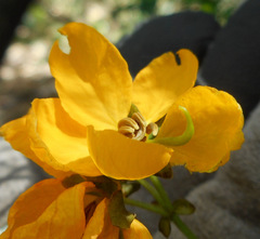 Senna