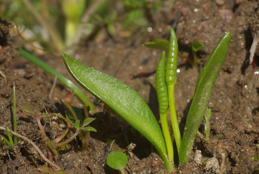 Ophioglossum azoricum