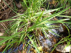 Cladium mariscus