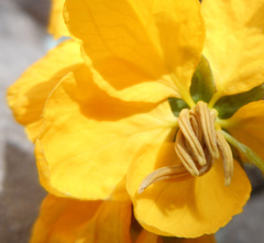 Senna