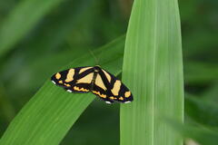 Psychostrophia melanargia