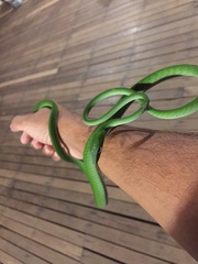Ahaetulla prasina