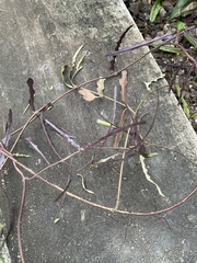 Parsonsia heterophylla