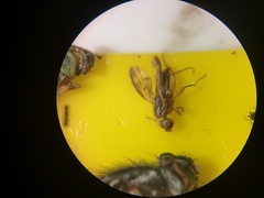 Opomyzidae