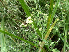 Cladium mariscus