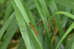 Sympetrum parvulum
