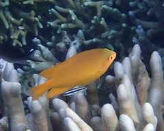 Pomacentrus moluccensis