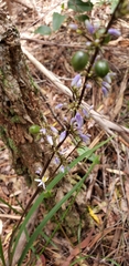Dianella