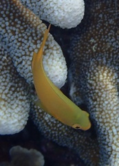 Pomacentrus moluccensis