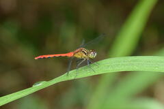 Sympetrum parvulum