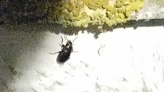 Tenebrio molitor