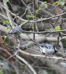 Parus cinereus