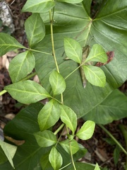 Eleutherococcus trifoliatus