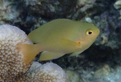 Pomacentrus moluccensis