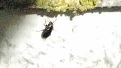 Tenebrio molitor