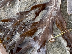 Stephanocystis
