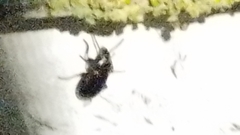 Tenebrio molitor