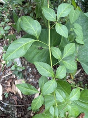 Eleutherococcus trifoliatus