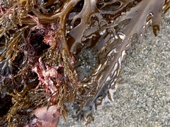 Stephanocystis