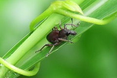 Metapocyrtus adspersus